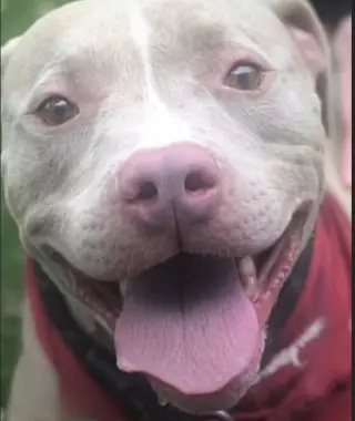 Cutie Chunks