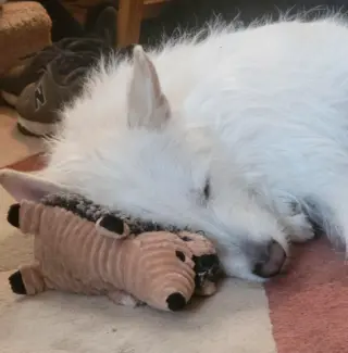 Polar