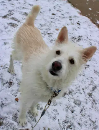Polar