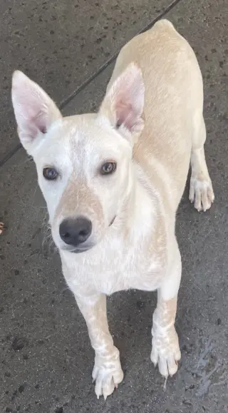 Cody