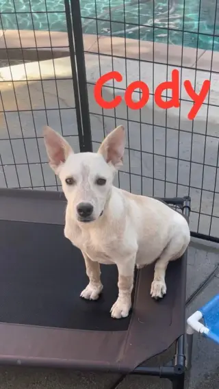 Cody