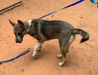 Nala