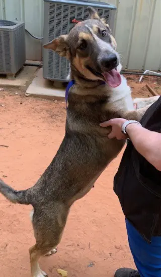 Nala