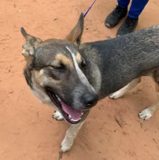 Nala