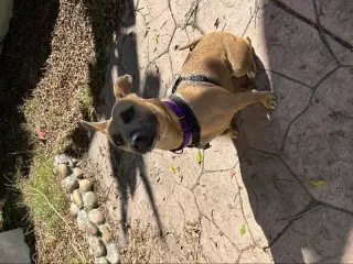 Gemma