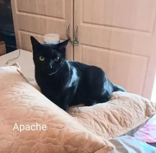 Apache