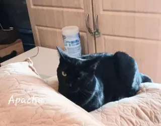 Apache