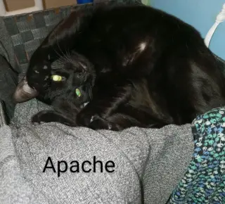 Apache