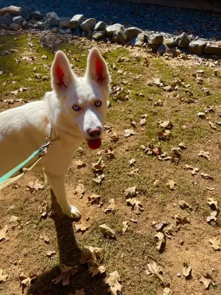 Ernie $100 adoption fee ALL DOGS