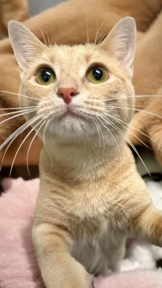Foxie