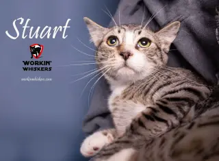 STUART