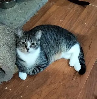 STUART