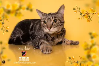 STARBIE
