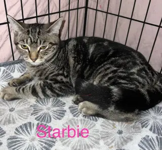 STARBIE