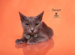 SAWYER