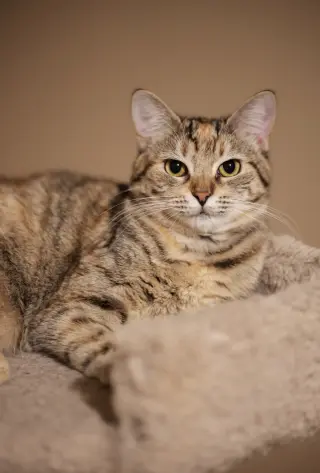 Pepita