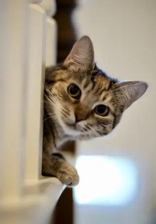 Pepita