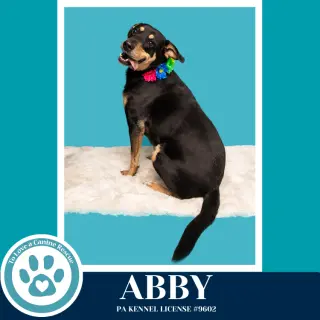 Abby (Mom to the Brindle Boos) 110423
