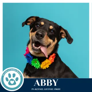 Abby (Mom to the Brindle Boos) 110423