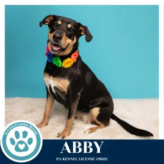 Abby (Mom to the Brindle Boos) 110423