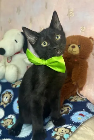 GIOVANNI
