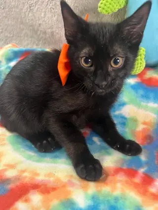 GIOVANNI