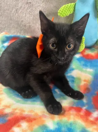 GIOVANNI