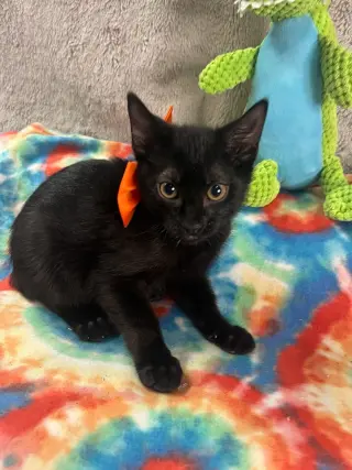 GIOVANNI