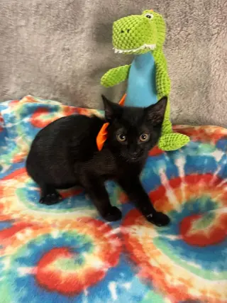 GIOVANNI