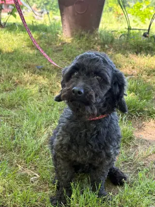 Queenie/ADOPTED