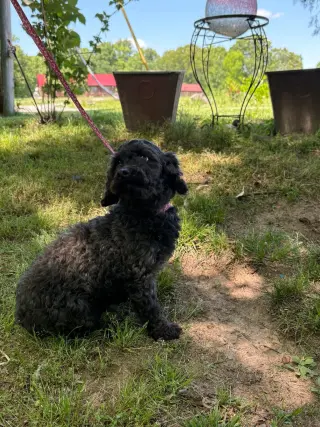 Queenie/ADOPTED