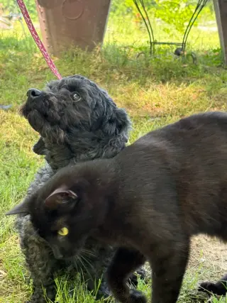 Queenie/ADOPTED