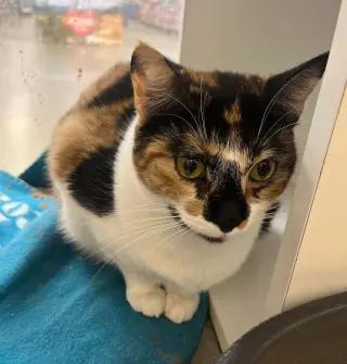PHOEBE