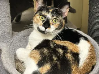 PHOEBE