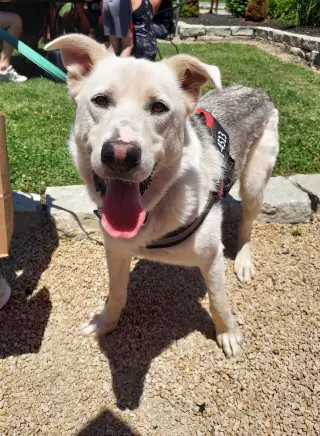 Toby