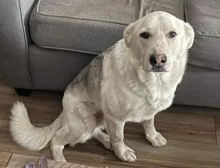 Toby
