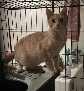 OLIVER