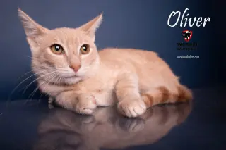 OLIVER