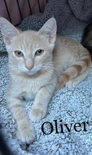 OLIVER