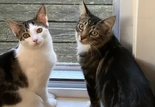 Clementine & Cleo-Pawtra