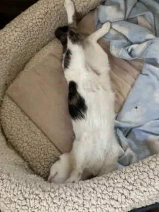 Clementine & Cleo-Pawtra