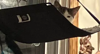 Clementine & Cleo-Pawtra