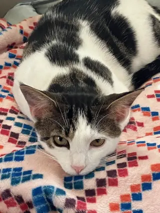 Clementine & Cleo-Pawtra