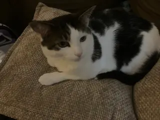 Clementine & Cleo-Pawtra