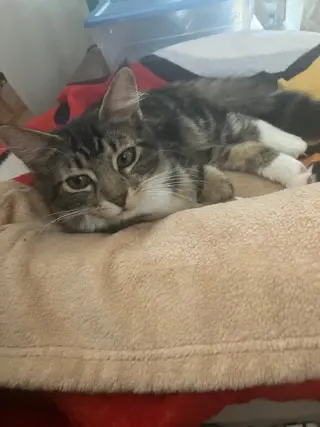 Clementine & Cleo-Pawtra