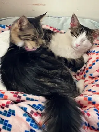Clementine & Cleo-Pawtra