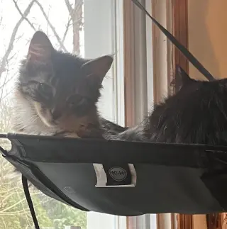 Clementine & Cleo-Pawtra