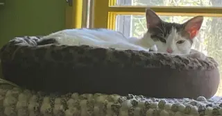 Clementine & Cleo-Pawtra