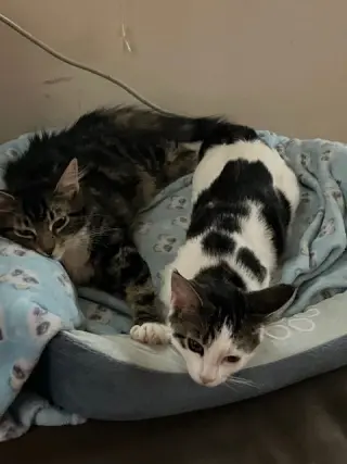 Clementine & Cleo-Pawtra