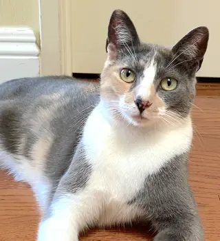 Luna Belle
